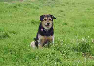 Ferienhaus Deutschland mit Hund